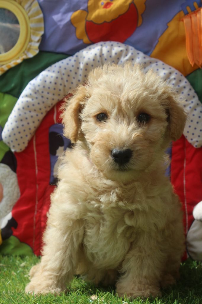 of caniland's dream - Chiots disponibles - Lakeland Terrier