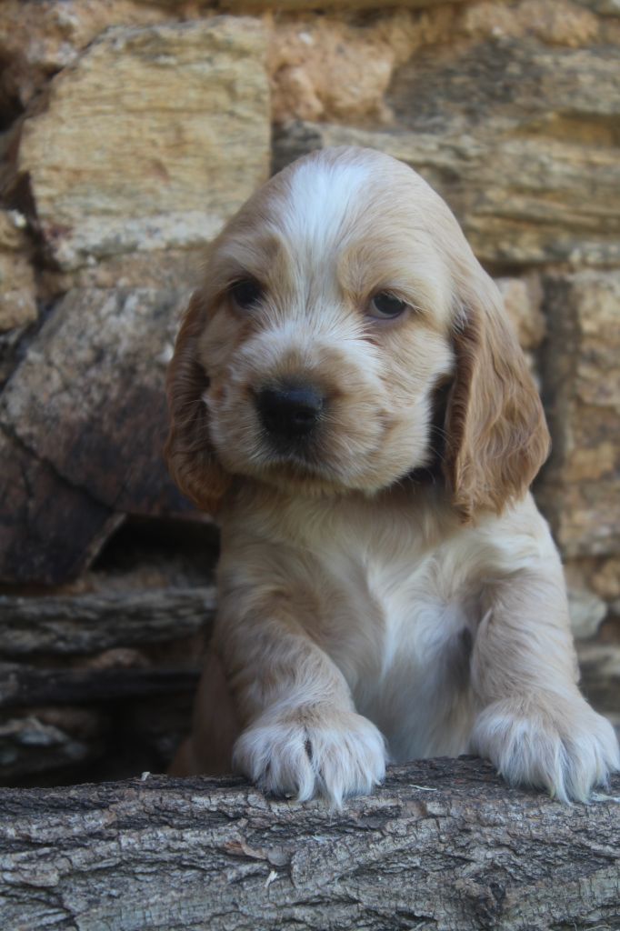 of caniland's dream - Chiots disponibles - Cocker Spaniel Anglais