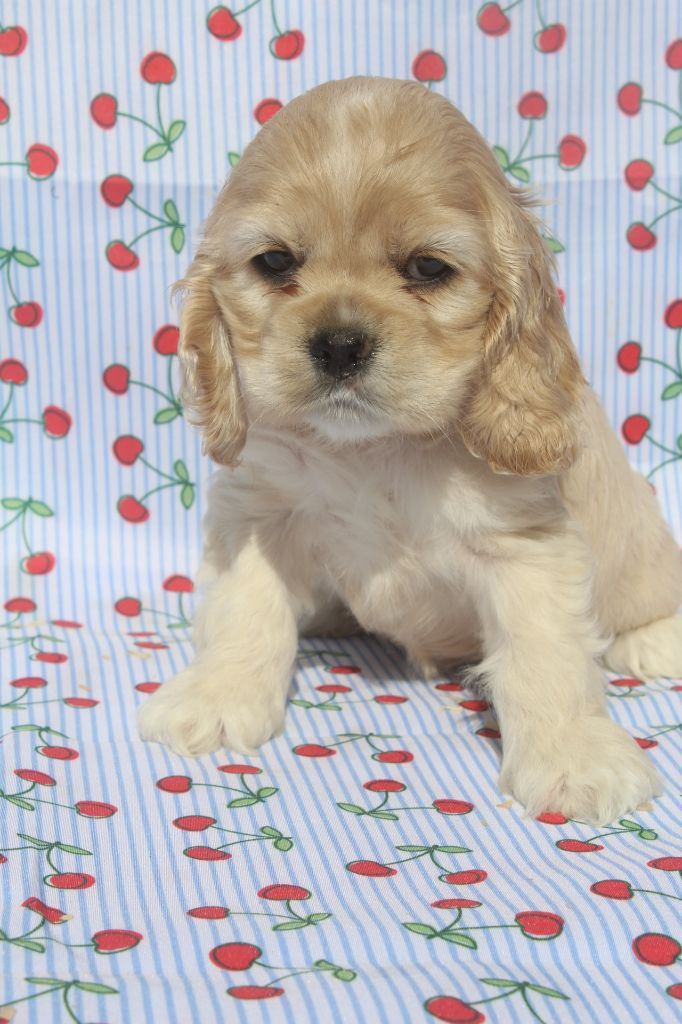of caniland's dream - Chiots disponibles - American Cocker Spaniel