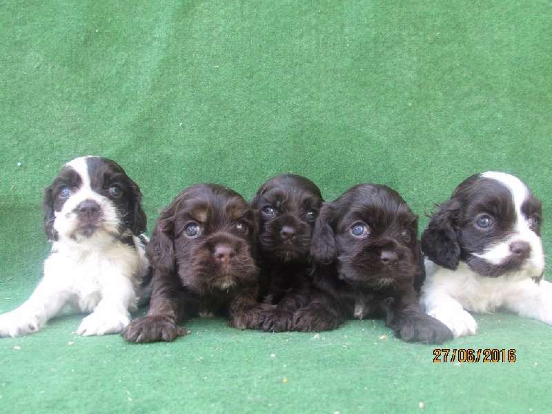 Chiot American Cocker Spaniel of caniland's dream