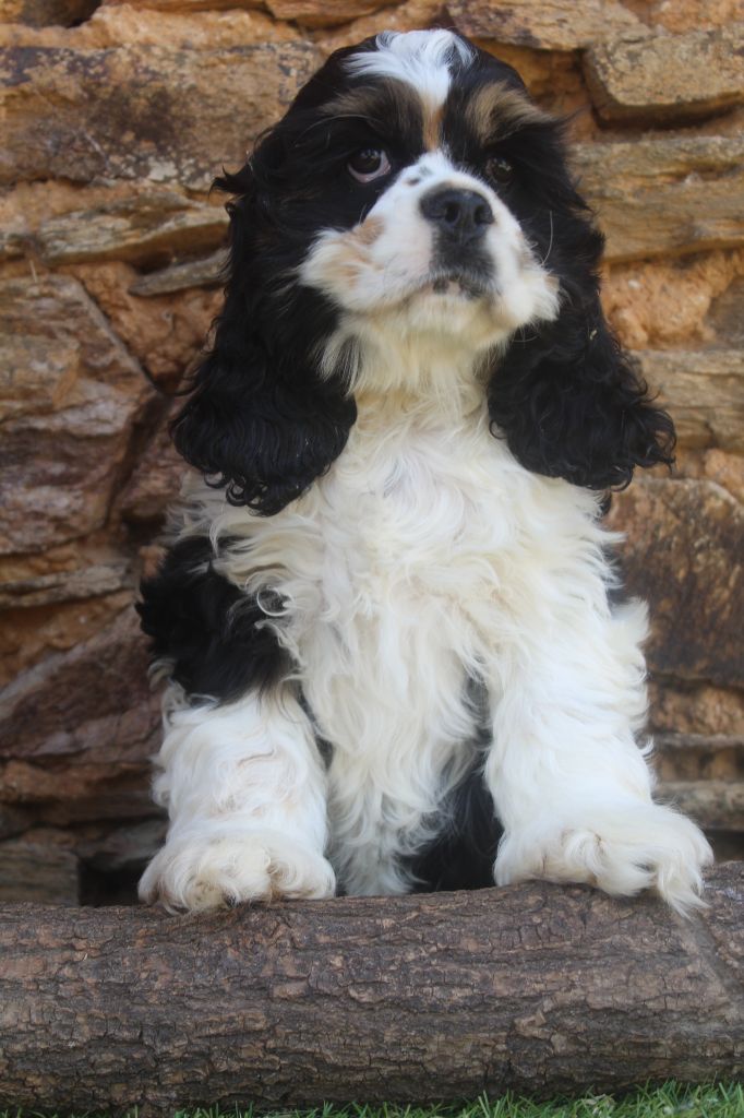 of caniland's dream - Chiots disponibles - American Cocker Spaniel