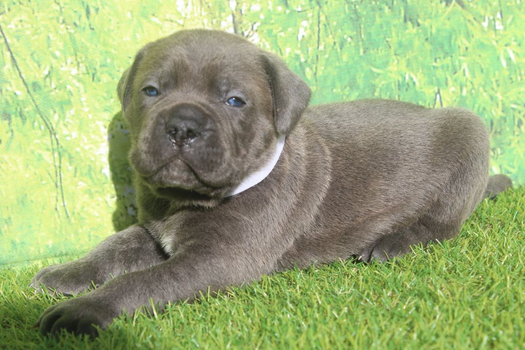 of caniland's dream - Chiots disponibles - Cane Corso