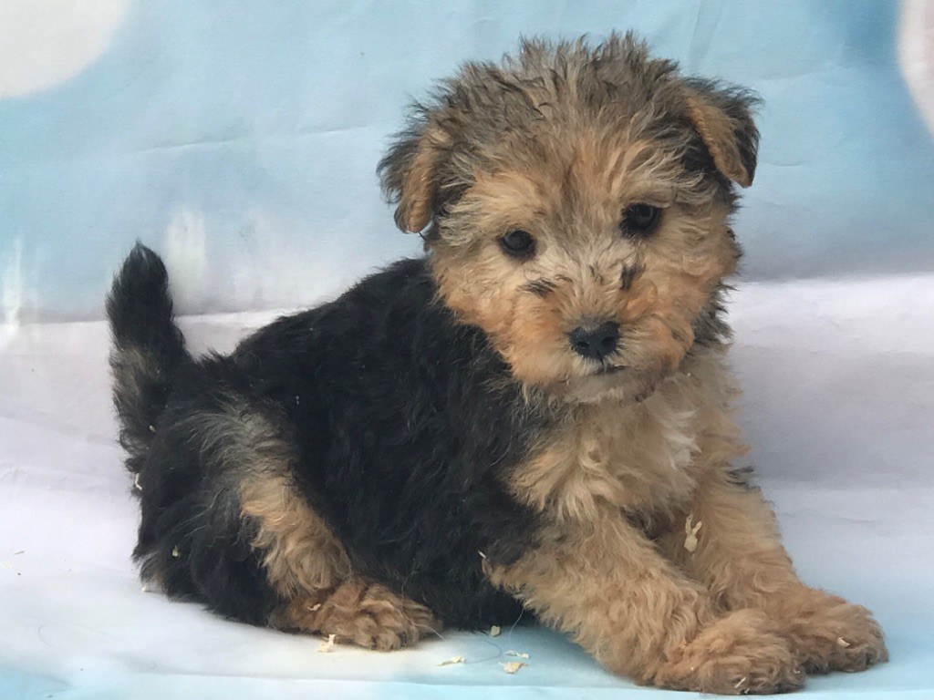 of caniland's dream - Chiots disponibles - Lakeland Terrier