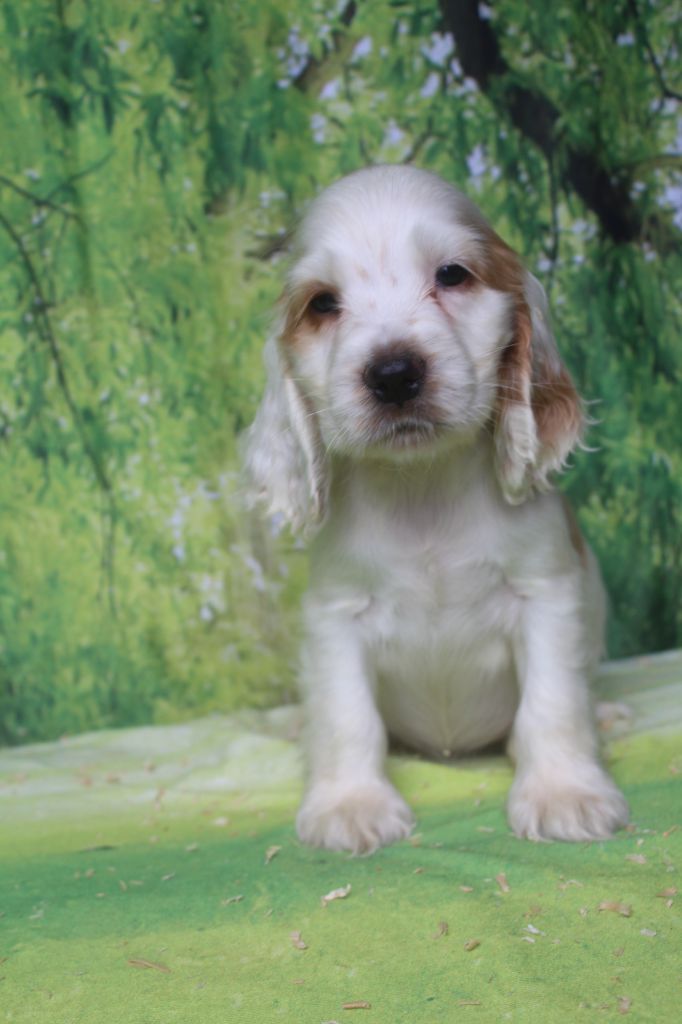 of caniland's dream - Chiots disponibles - Cocker Spaniel Anglais
