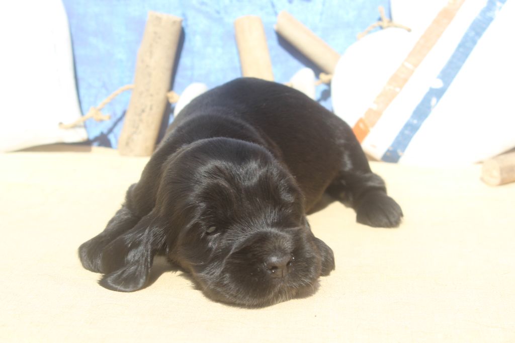 of caniland's dream - Chiots disponibles - Cocker Spaniel Anglais