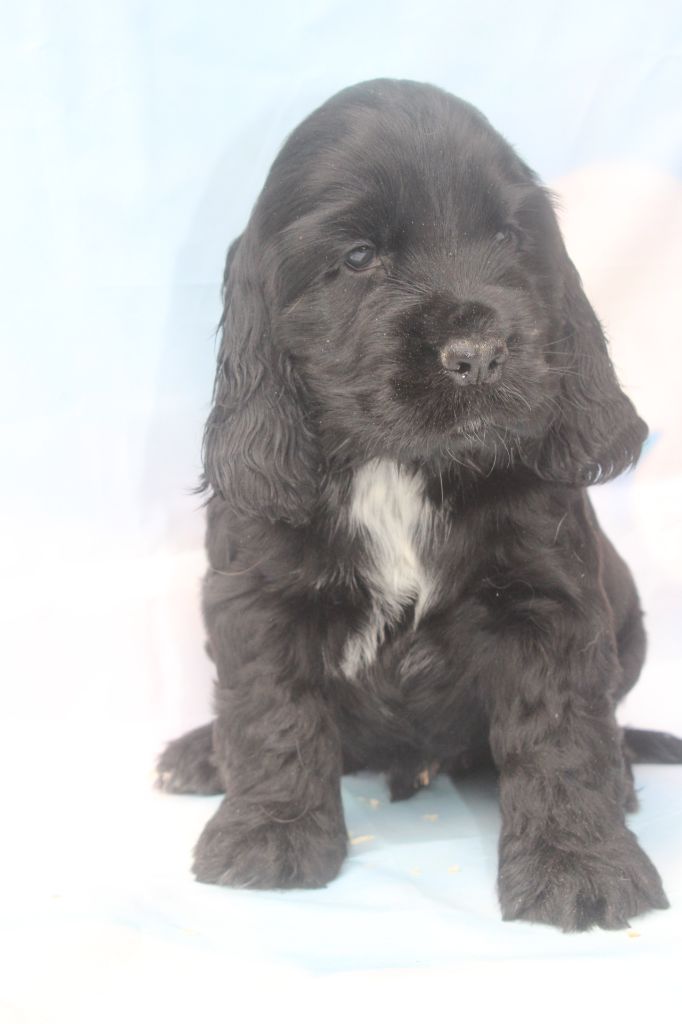 of caniland's dream - Chiots disponibles - Cocker Spaniel Anglais