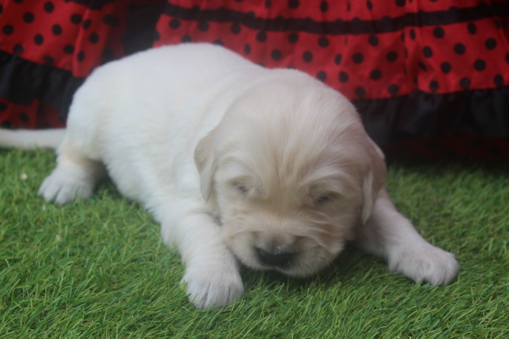 of caniland's dream - Chiots disponibles - Golden Retriever