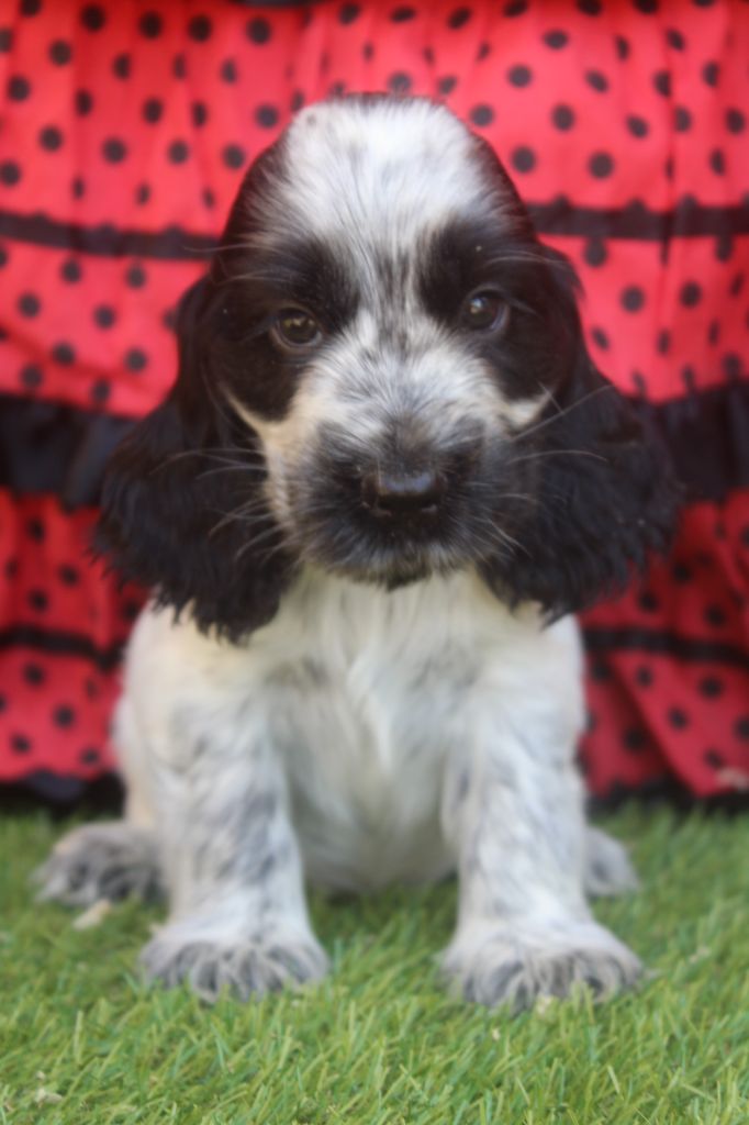 of caniland's dream - Chiots disponibles - Cocker Spaniel Anglais
