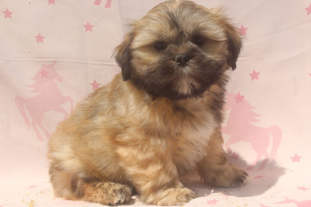 of caniland's dream - Chiots disponibles - Lhassa Apso