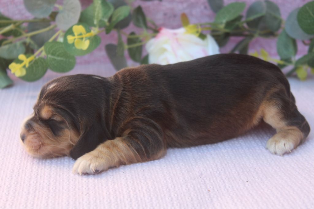 of caniland's dream - Chiots disponibles - Cocker Spaniel Anglais