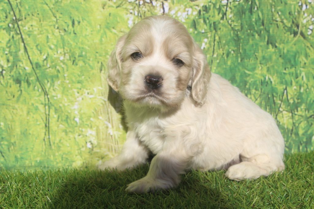 of caniland's dream - Chiots disponibles - American Cocker Spaniel