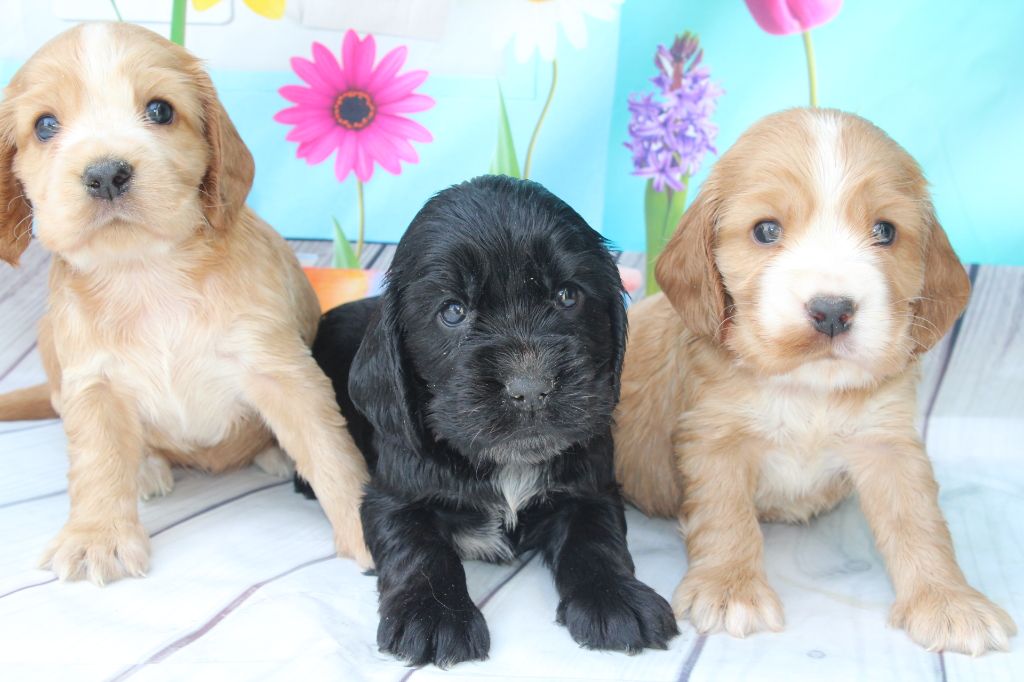 Chiot Cocker Spaniel Anglais of caniland's dream