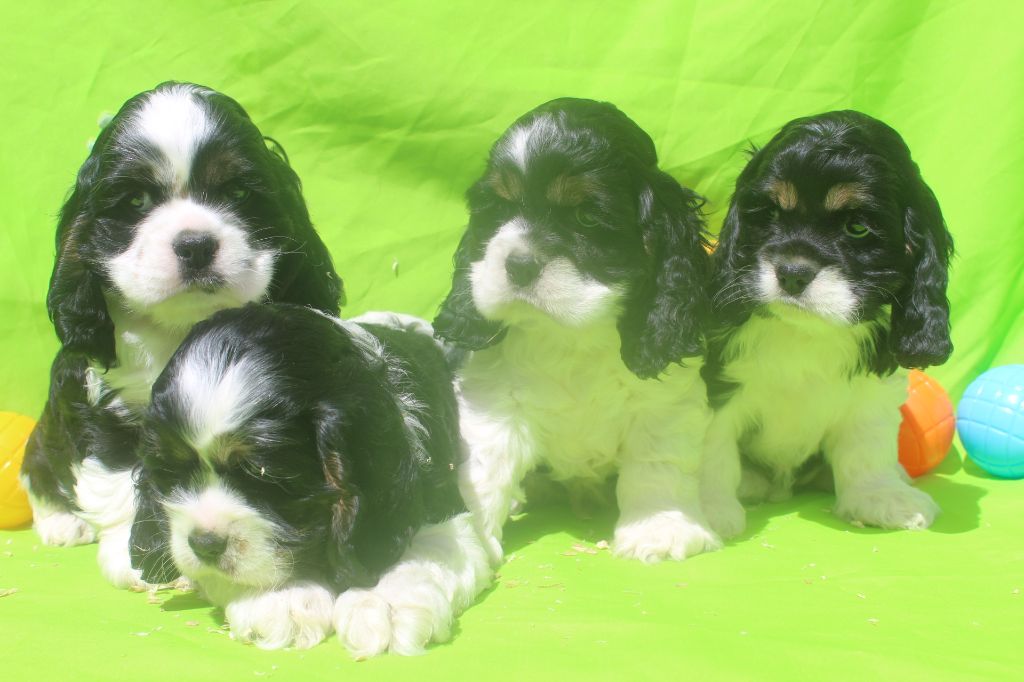 Chiot American Cocker Spaniel of caniland's dream
