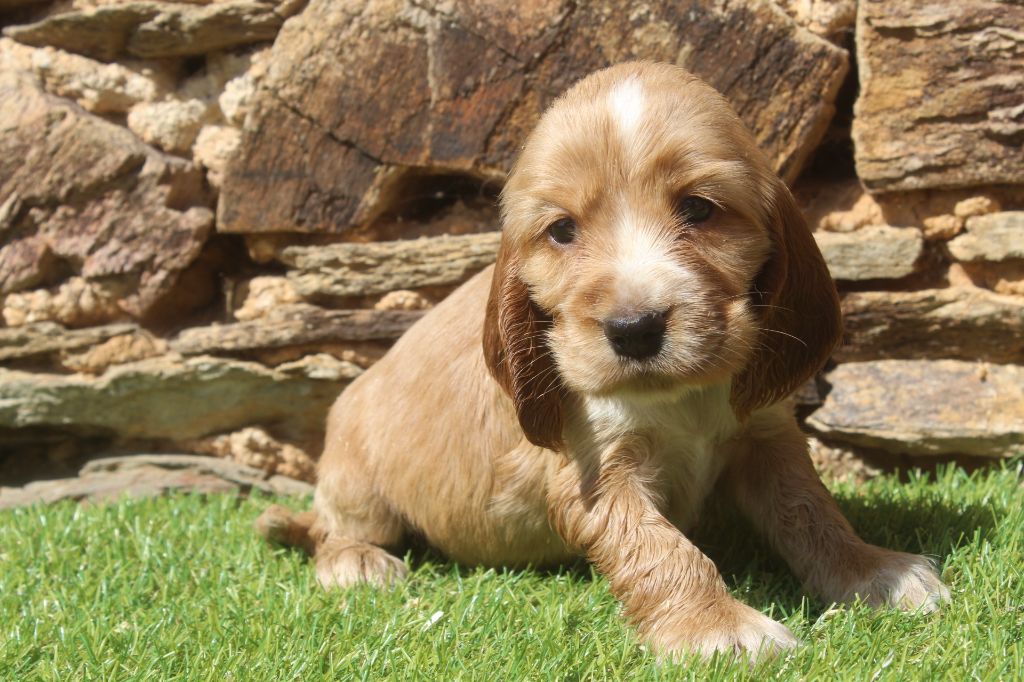 of caniland's dream - Chiots disponibles - Cocker Spaniel Anglais