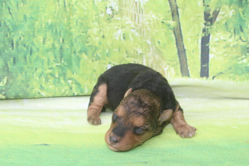 of caniland's dream - Chiots disponibles - Lakeland Terrier