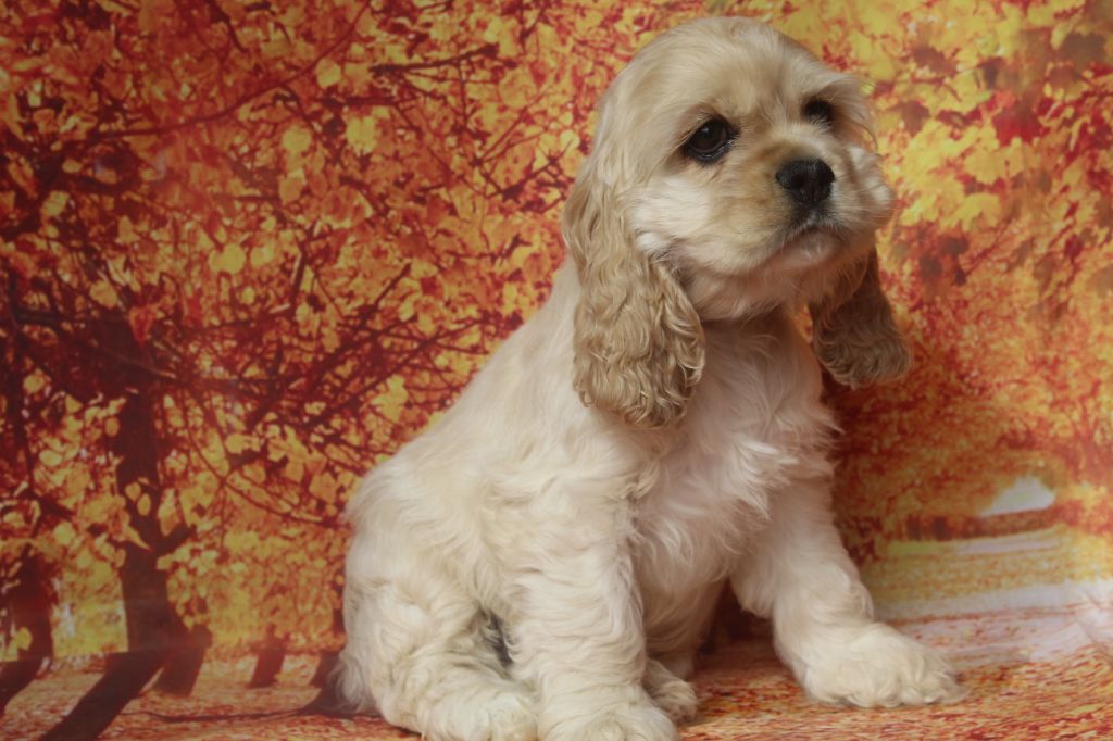 of caniland's dream - Chiots disponibles - American Cocker Spaniel