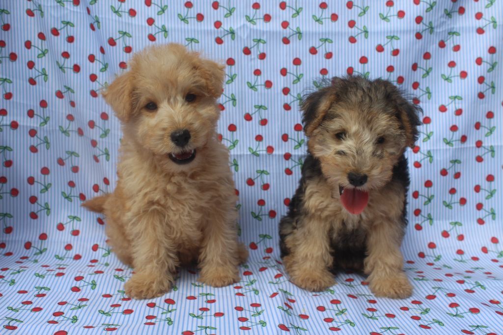 of caniland's dream - Lakeland Terrier - Portée née le 01/07/2025