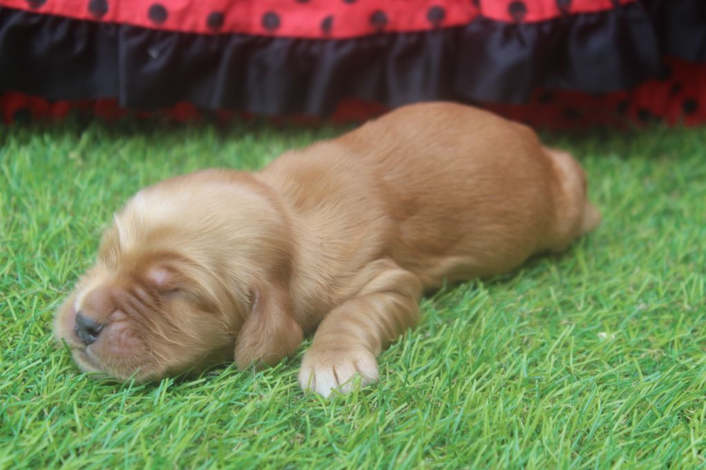 of caniland's dream - Chiots disponibles - Cocker Spaniel Anglais