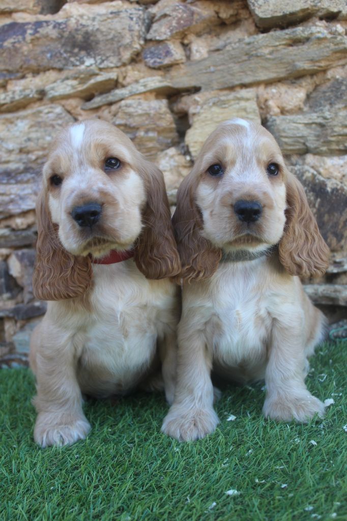 Chiot Cocker Spaniel Anglais of caniland's dream