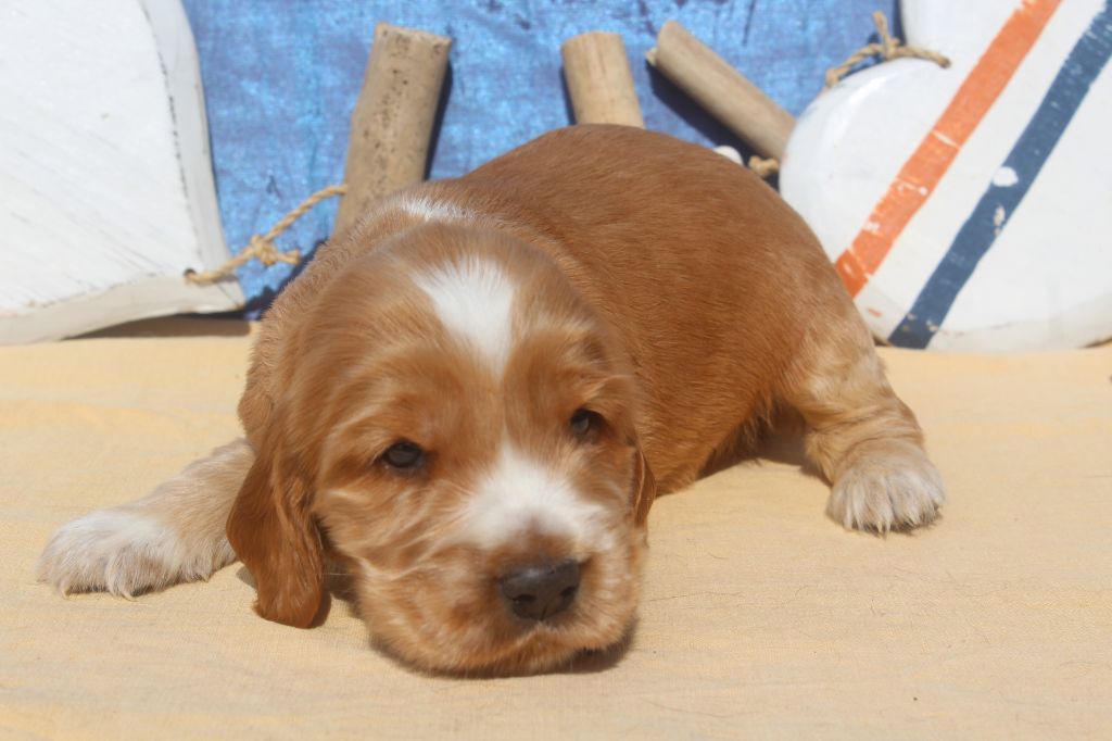 of caniland's dream - Chiots disponibles - Cocker Spaniel Anglais