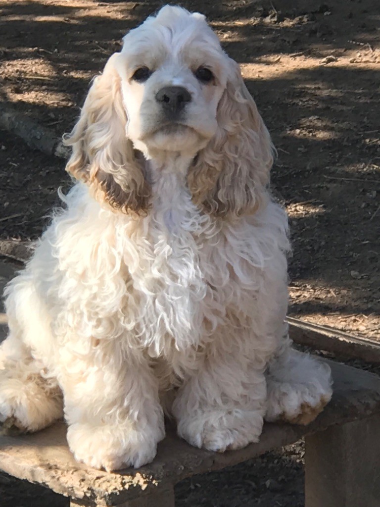 of caniland's dream - Chiots disponibles - American Cocker Spaniel