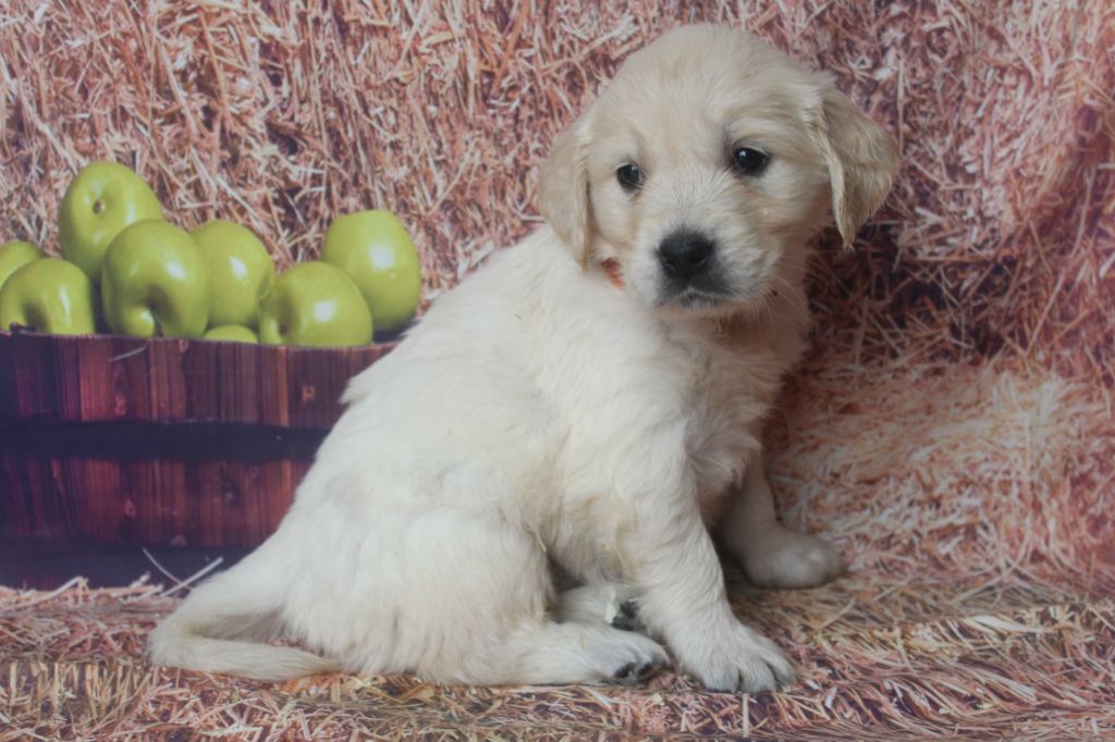 of caniland's dream - Chiots disponibles - Golden Retriever
