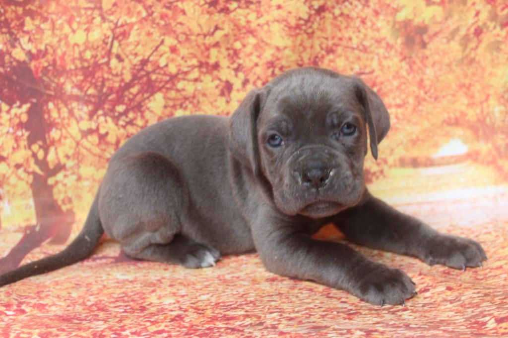 of caniland's dream - Chiots disponibles - Cane Corso
