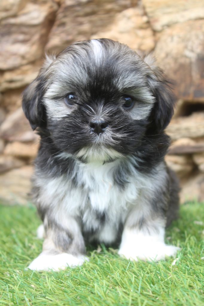 of caniland's dream - Chiots disponibles - Lhassa Apso