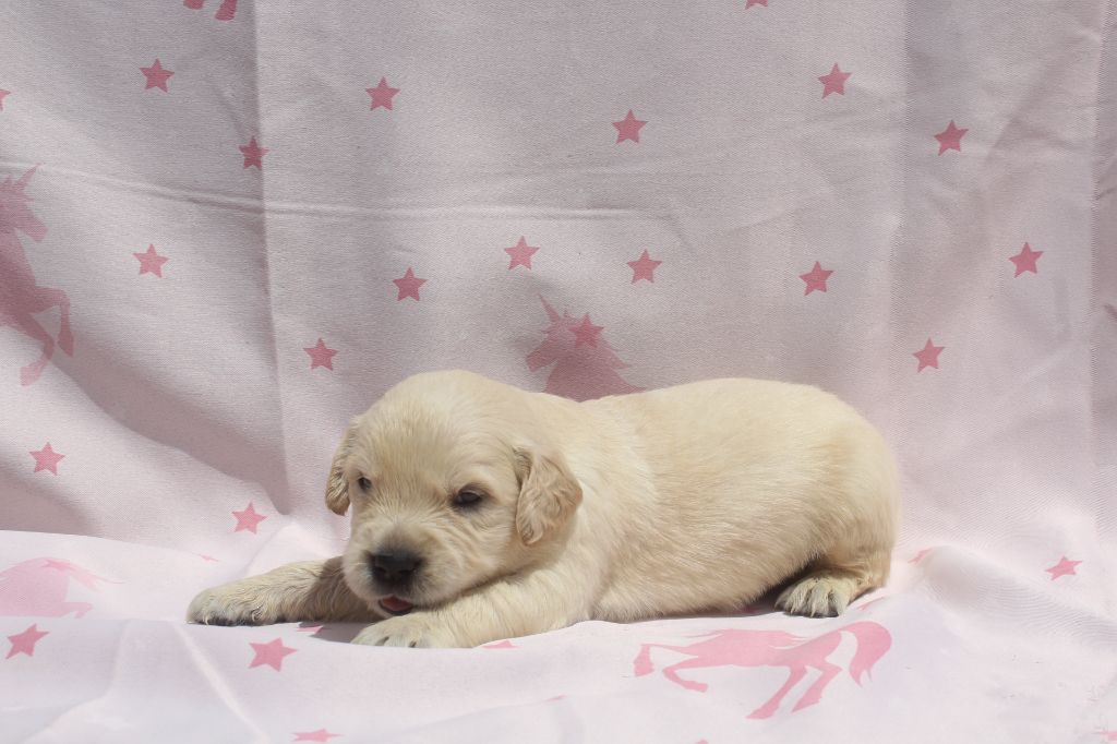of caniland's dream - Chiots disponibles - Golden Retriever