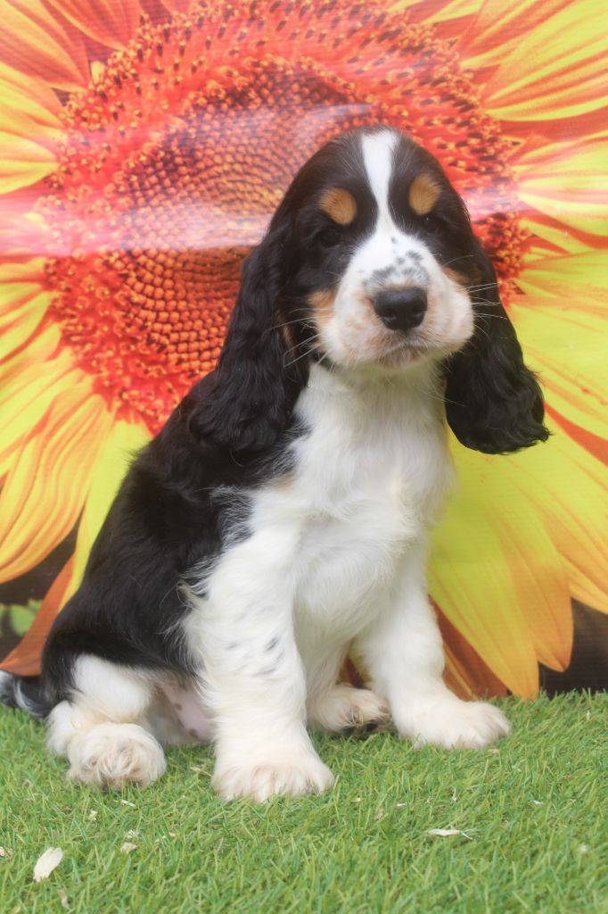 of caniland's dream - Chiots disponibles - Cocker Spaniel Anglais