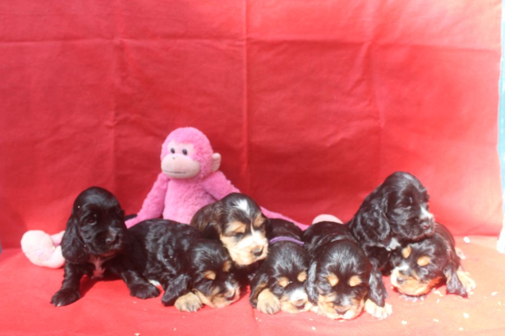 Chiot Cocker Spaniel Anglais of caniland's dream