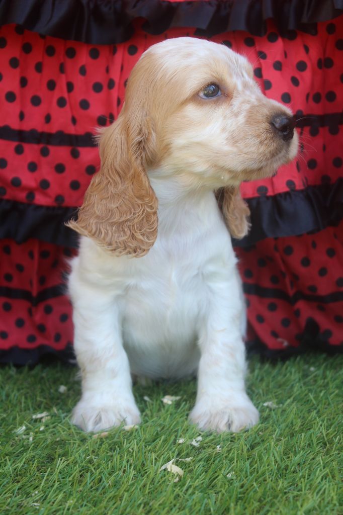 of caniland's dream - Chiots disponibles - Cocker Spaniel Anglais