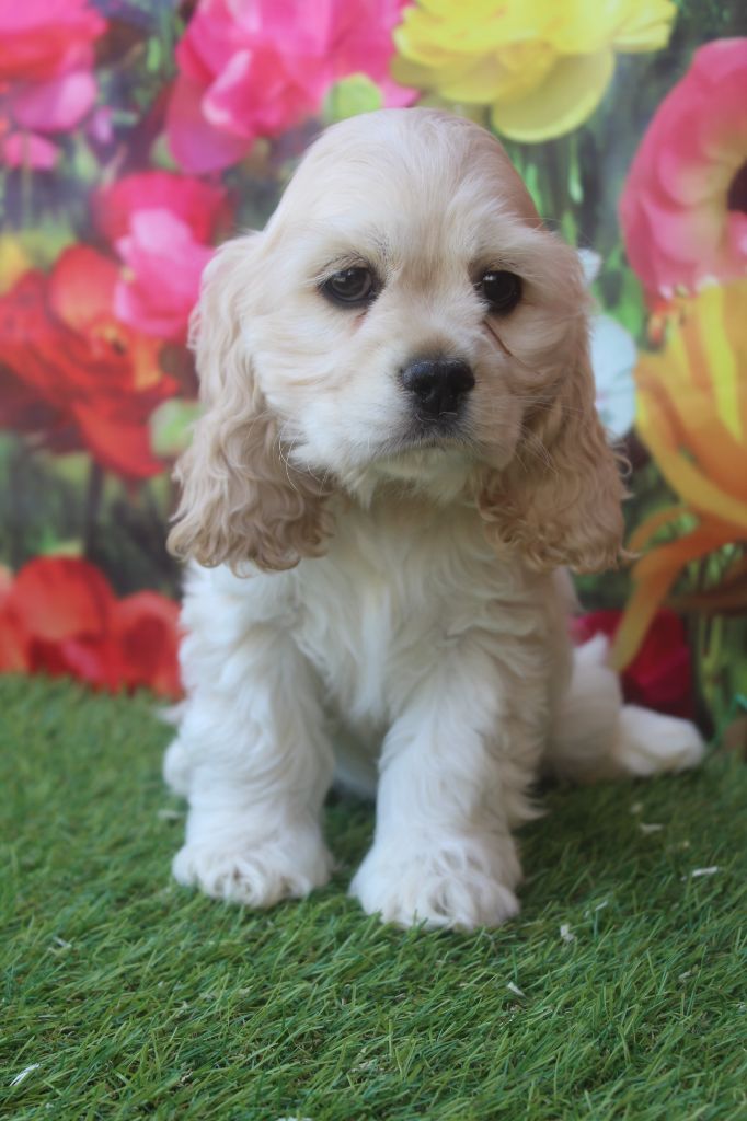 vava dite Ava femelle blonde platine