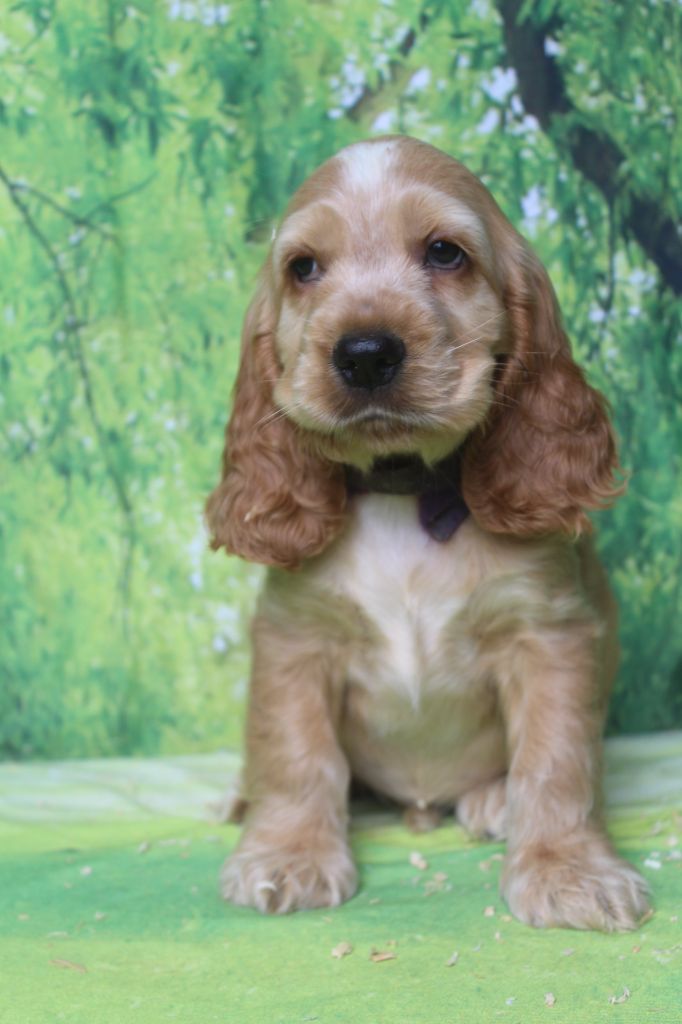 of caniland's dream - Chiots disponibles - Cocker Spaniel Anglais