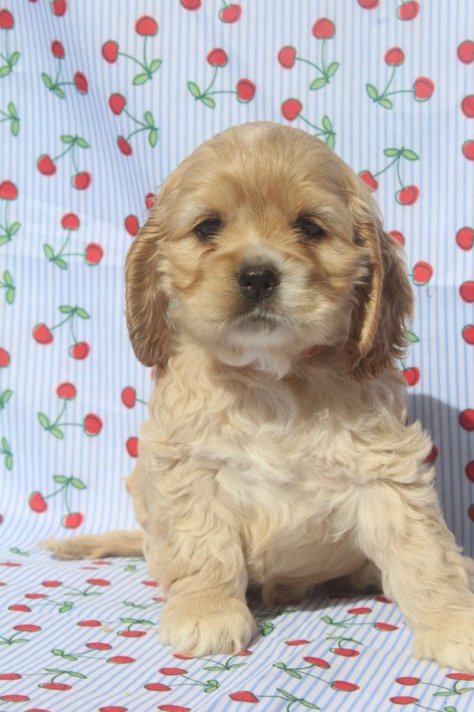 of caniland's dream - Chiots disponibles - American Cocker Spaniel