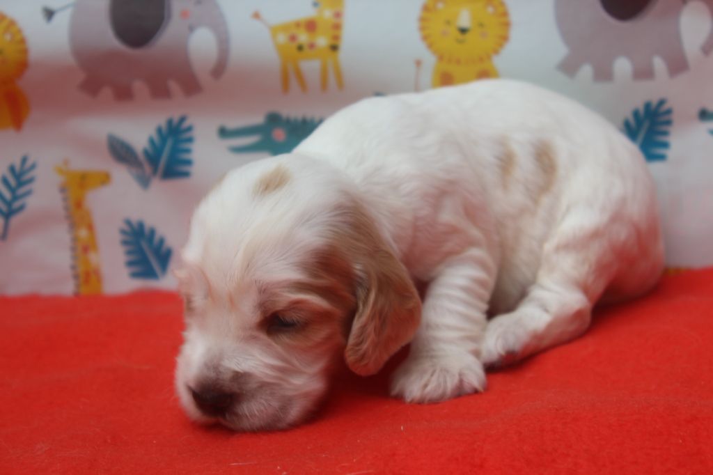 of caniland's dream - Chiots disponibles - Cocker Spaniel Anglais