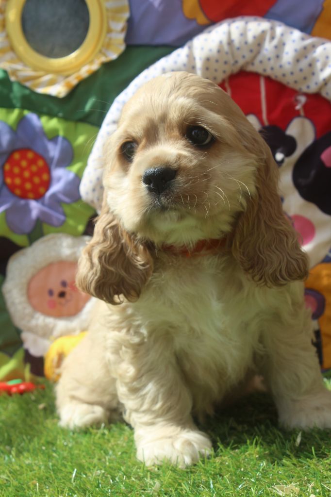 of caniland's dream - Chiots disponibles - American Cocker Spaniel
