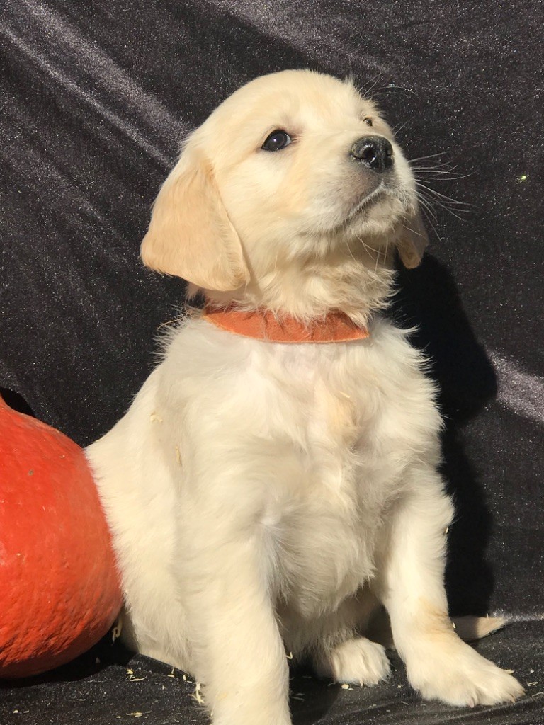of caniland's dream - Chiots disponibles - Golden Retriever
