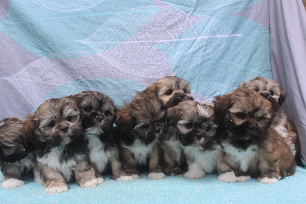 Chiot Lhassa Apso of caniland's dream