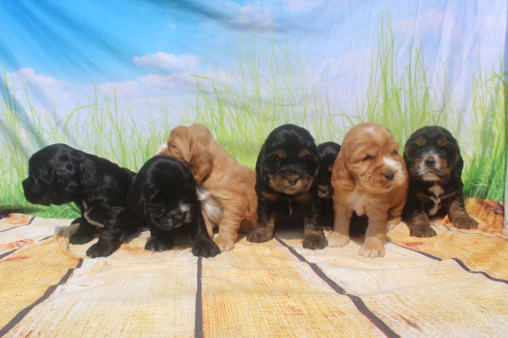 Chiot Cocker Spaniel Anglais of caniland's dream