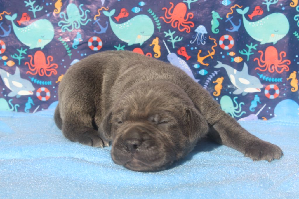 of caniland's dream - Chiots disponibles - Cane Corso