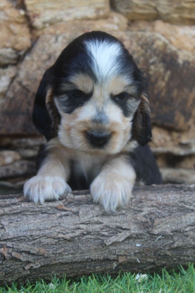 of caniland's dream - Chiots disponibles - Cocker Spaniel Anglais