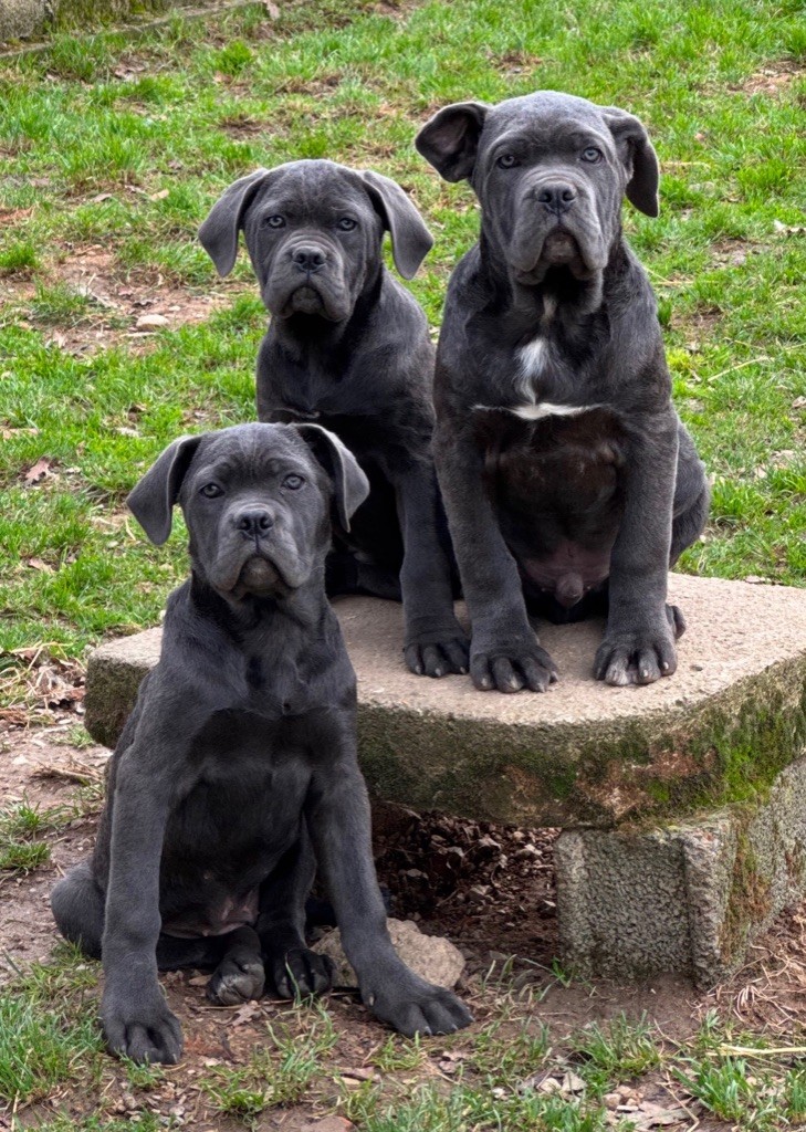 Chiot Cane Corso of caniland's dream