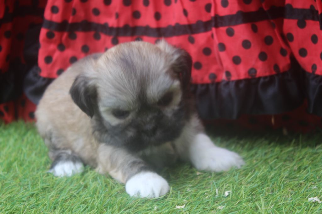 of caniland's dream - Chiots disponibles - Lhassa Apso