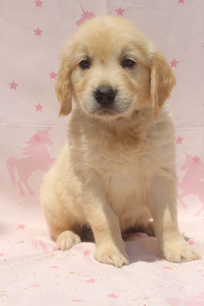 of caniland's dream - Chiots disponibles - Golden Retriever