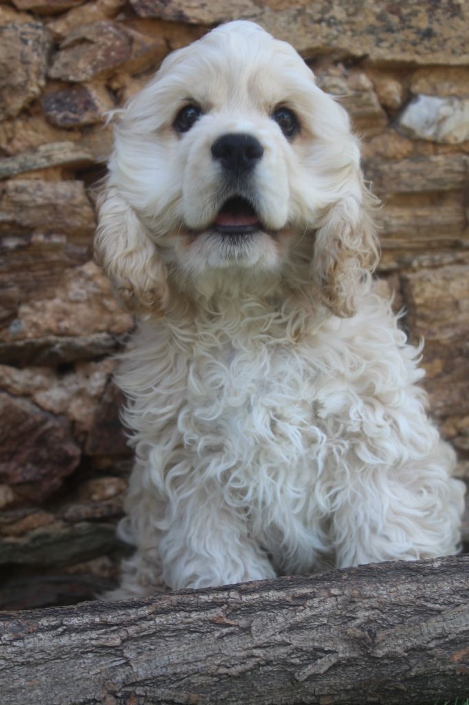 of caniland's dream - Chiots disponibles - American Cocker Spaniel