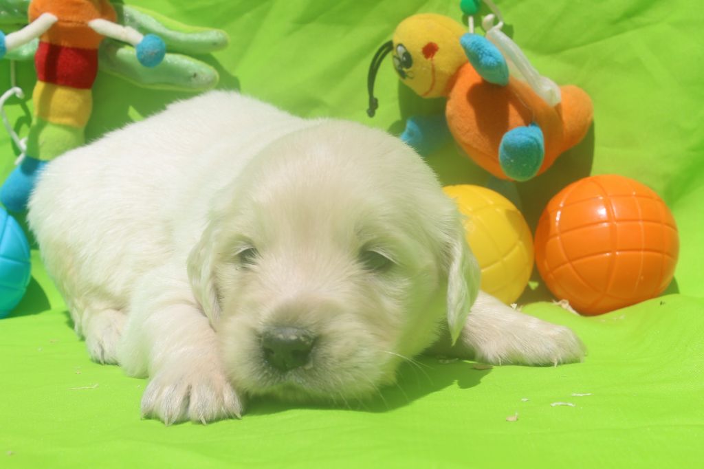 of caniland's dream - Chiots disponibles - Golden Retriever
