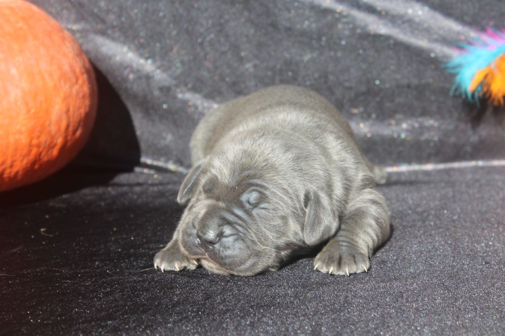 of caniland's dream - Chiots disponibles - Cane Corso