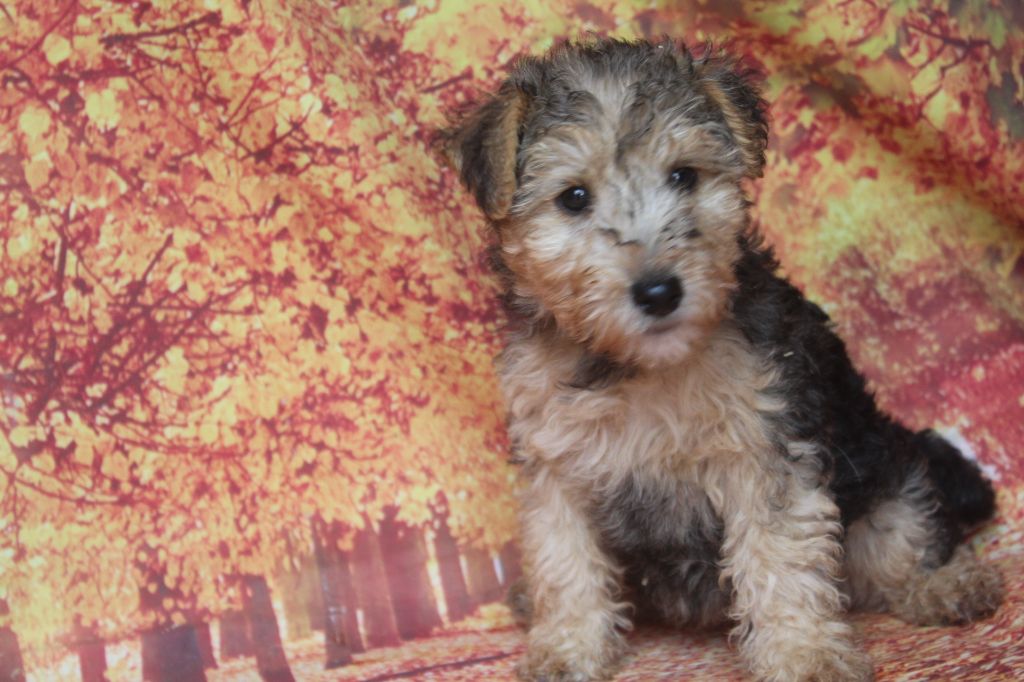 of caniland's dream - Chiots disponibles - Lakeland Terrier