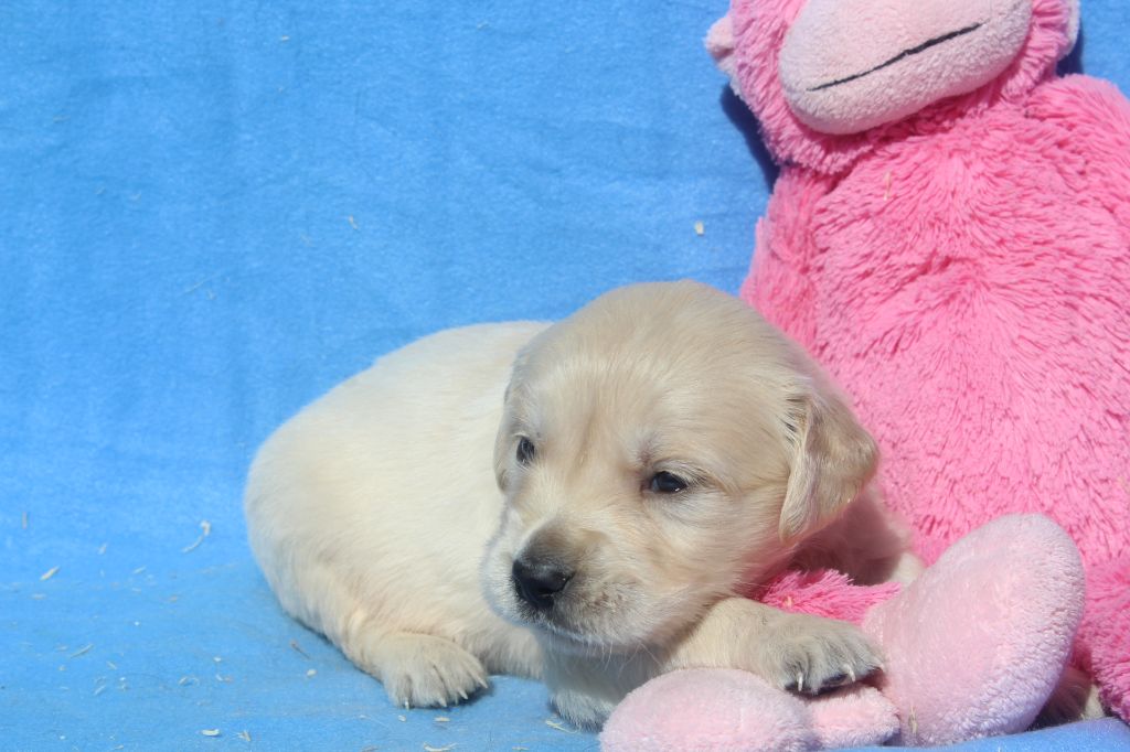 of caniland's dream - Chiots disponibles - Golden Retriever